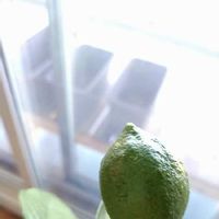 ライムの育て方 収穫時期や剪定方法は 鉢植え栽培もできる Greensnap グリーンスナップ