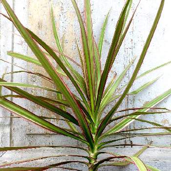 ドラセナ コンシンネ トリカラーの投稿画像一覧 Greensnap グリーンスナップ