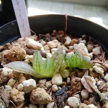 シンビフォルミス グラキリデリネアータの投稿画像一覧 Greensnap グリーンスナップ シンビフォルミス グラキリデリネアータの投稿画像一覧 Greensnap グリーンスナップ