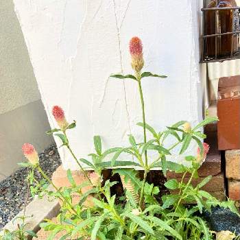 門柱周りの花壇の投稿画像一覧 Greensnap グリーンスナップ 門柱周りの花壇の投稿画像一覧 Greensnap グリーンスナップ