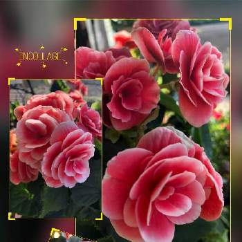 八重咲きベゴニア の投稿画像一覧 Greensnap グリーンスナップ