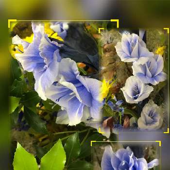 駅構内のお花シリーズの画像 by hirarinさん | ヒマワリとグラジオラスと医療・介護の皆様に感謝とビューティフルサンデーとコロナウイルスの終息を願う！と青い夏の花マニアとチーム・ブルーNo.116と夏を彩るひまわり2021と駅構内のお花シリーズとGS皆様ありがとうとチーム・ブルーと青い花マニア