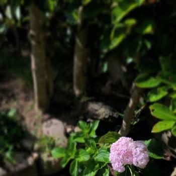 紫陽花万華鏡の投稿画像一覧 Greensnap グリーンスナップ