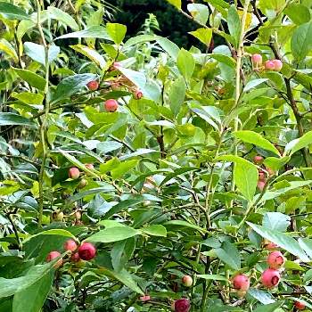 食べられる実の投稿画像一覧 Greensnap グリーンスナップ 食べられる実の投稿画像一覧 Greensnap グリーンスナップ