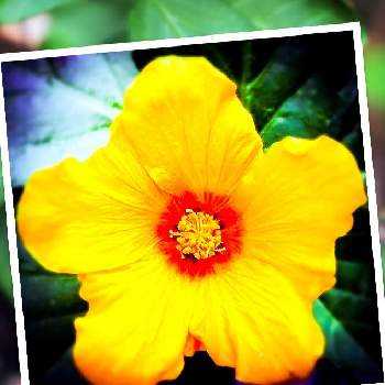 イリマ ハワイアンプリンセスの投稿画像一覧 Greensnap グリーンスナップ