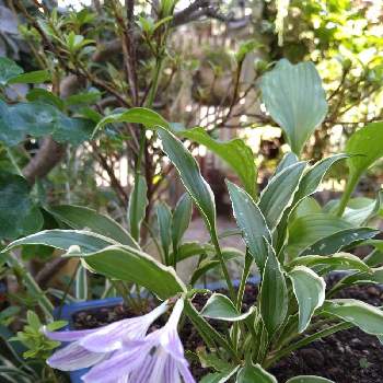 キボウシ（擬宝珠）の画像 by リナリアさん | 小さな庭とギボウシと山野草と夏のお花と薄紫の花と鉢植えとキボウシ（擬宝珠）と小さい花と紫の花と今日の一枚とちっちゃいものクラブとマイガーデン