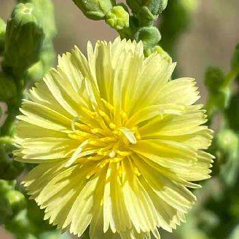 野菜の花の投稿画像一覧 Greensnap グリーンスナップ 野菜の花の投稿画像一覧 Greensnap グリーンスナップ