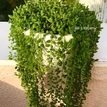 垂れ下がる植物の投稿画像一覧 Greensnap グリーンスナップ 垂れ下がる植物の投稿画像一覧 Greensnap グリーンスナップ