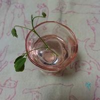 モンキーポッドの育て方 種まきや植え付けの時期は 庭木にもできる Greensnap グリーンスナップ モンキーポッドの育て方 種まきや植え付けの時期は 庭木にもできる Greensnap グリーンスナップ