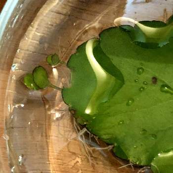 葉っぱから葉っぱの投稿画像一覧 Greensnap グリーンスナップ