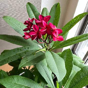 ハワイの植物の投稿画像一覧 Greensnap グリーンスナップ