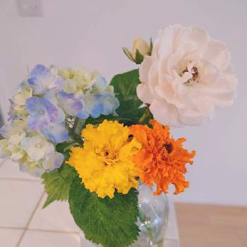 真夏の画像 by しゅうさん | キッチンとアジサイとピンクのつるバラとアフリカン・マリーゴールドと切り花と真夏と北海道と庭で摘んだ花と花瓶