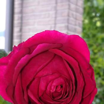 美しい薔薇の投稿画像一覧 Greensnap グリーンスナップ 美しい薔薇の投稿画像一覧 Greensnap グリーンスナップ