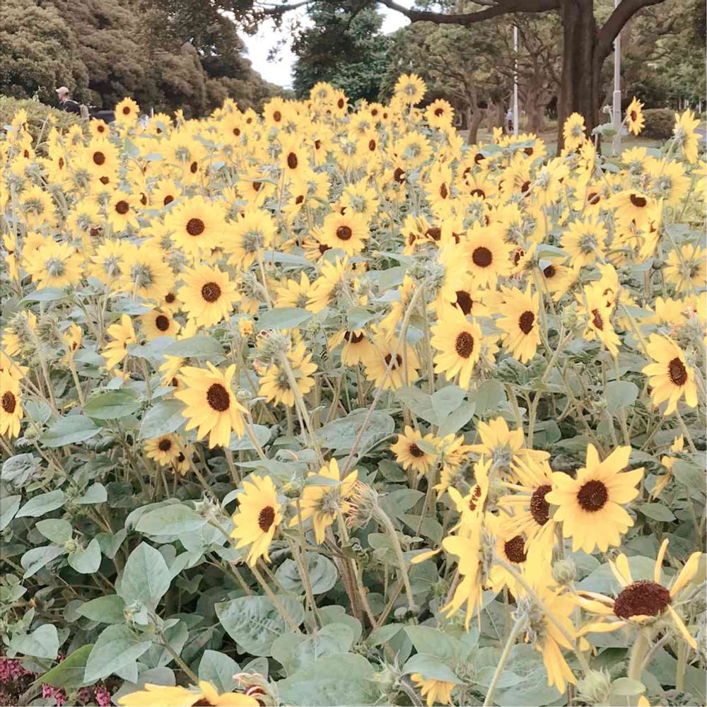 Jill ♡さんの山下公園への投稿