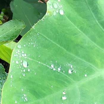 滴　雨あがりの画像 by ジョーですさん | 小さな庭と里芋の葉っぱと滴　雨あがりとGREEN UP!と見つけた　( )
