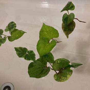 五色ドクダミの投稿画像一覧 Greensnap グリーンスナップ