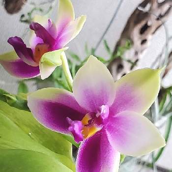 香りの蘭の投稿画像一覧 Greensnap グリーンスナップ