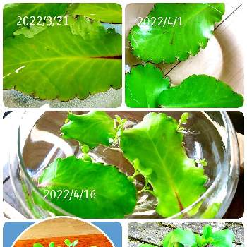 セイロンベンケイソウの育て方 Greensnap グリーンスナップ