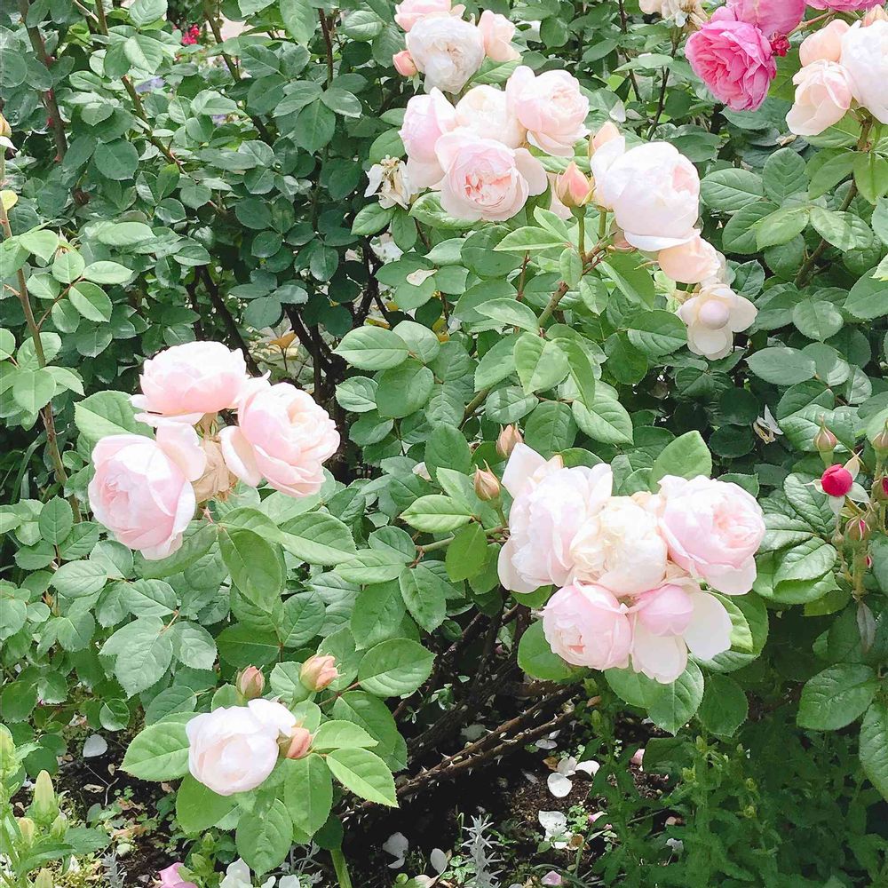 Jill ♡さんの港の見える丘公園への投稿