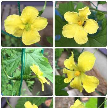 ツルレイシの花の投稿画像一覧 Greensnap グリーンスナップ