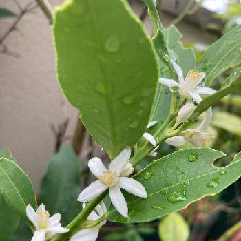 金柑の花の投稿画像一覧 Greensnap グリーンスナップ