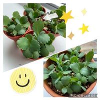 子宝草 子宝弁慶草 の育て方 季節によって日当たりや水やりの加減を変える Greensnap グリーンスナップ