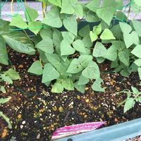 四角豆の育て方 種まきや苗の植え付け時期は プランター栽培もok Greensnap グリーンスナップ
