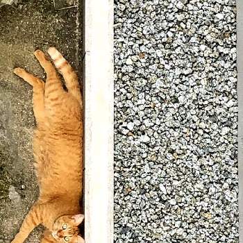 猫ちゃんの画像 by ヒヨコの宝壺さん | 猫ちゃんと癒しの風景と癒しのひと時