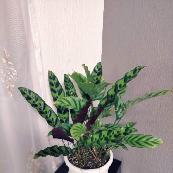 カラテア ランキフォリアの投稿画像一覧 Greensnap グリーンスナップ