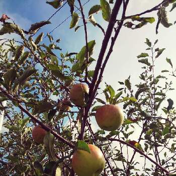 豊作に期待の画像 by 山茶花さん | アプローチと朝日を浴びてとりんごと豊作に期待