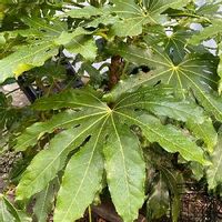 ヤツデの育て方 挿し木や種まきのコツは 虫はつかない Greensnap グリーンスナップ
