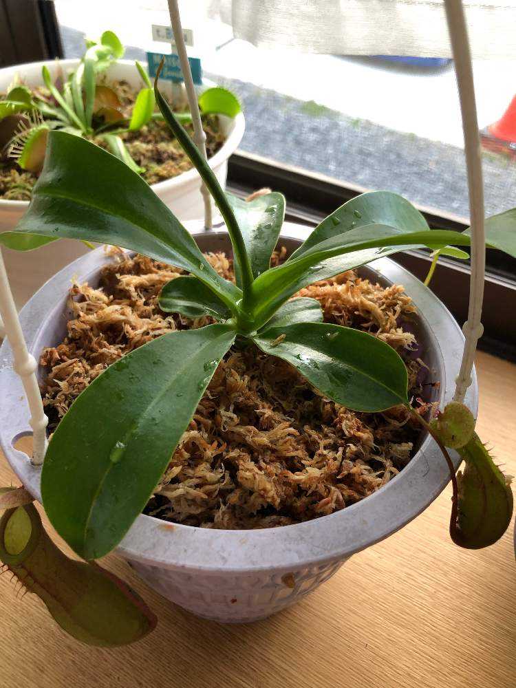 子供たちに大人気 食虫植物 Greensnap グリーンスナップ 子供たちに大人気 食虫植物 Greensnap グリーンスナップ