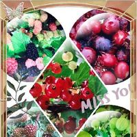 ジューンベリーの育て方 肥料や植え付けの時期 植え方は Greensnap グリーンスナップ