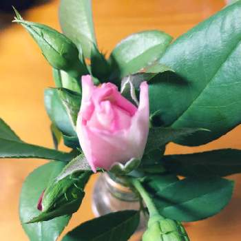 ピンク色のお花♡の画像 by lavender &rose  さん | 小さな庭とバラ　ストロベリーアイスとピンク色のバラとサイドシュートと夏空と花いろいろと大きくなーれ♡と元気に育ててますよと花のある暮らしとマイ♡ローズガーデンと可愛いピンク色♡と無農薬有機栽培とピンク色のお花♡