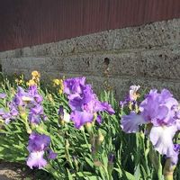 アヤメ 菖蒲 の育て方 球根の植え方や植え替え時期は Greensnap グリーンスナップ アヤメ 菖蒲 の育て方 球根の植え方や植え替え時期は Greensnap グリーンスナップ