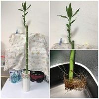 ミリオンバンブーの育て方 植え替えや剪定の時期は 水栽培もできる Greensnap グリーンスナップ