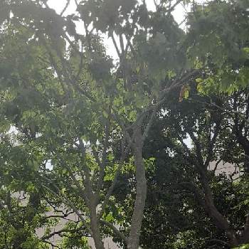 アオダモの投稿画像一覧 Greensnap グリーンスナップ