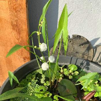 睡蓮鉢ビオトープの投稿画像一覧 Greensnap グリーンスナップ