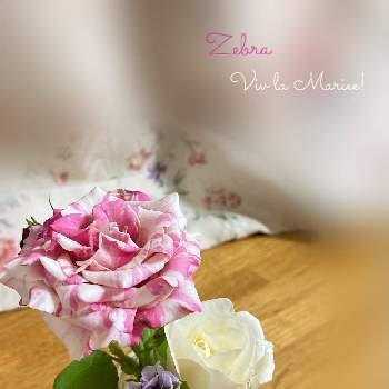 ビブラマリエの画像 by PRoseさん | 部屋とビブラマリエとペチュニア ヴァンサンカンとHT ゼブラと薔薇♡と薔薇愛同盟とおうち園芸と2021 GSでバラ園と花のある暮らしと薔薇のある人生