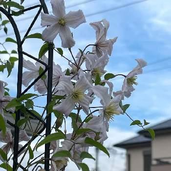 産直花だん屋の投稿画像一覧 Greensnap グリーンスナップ
