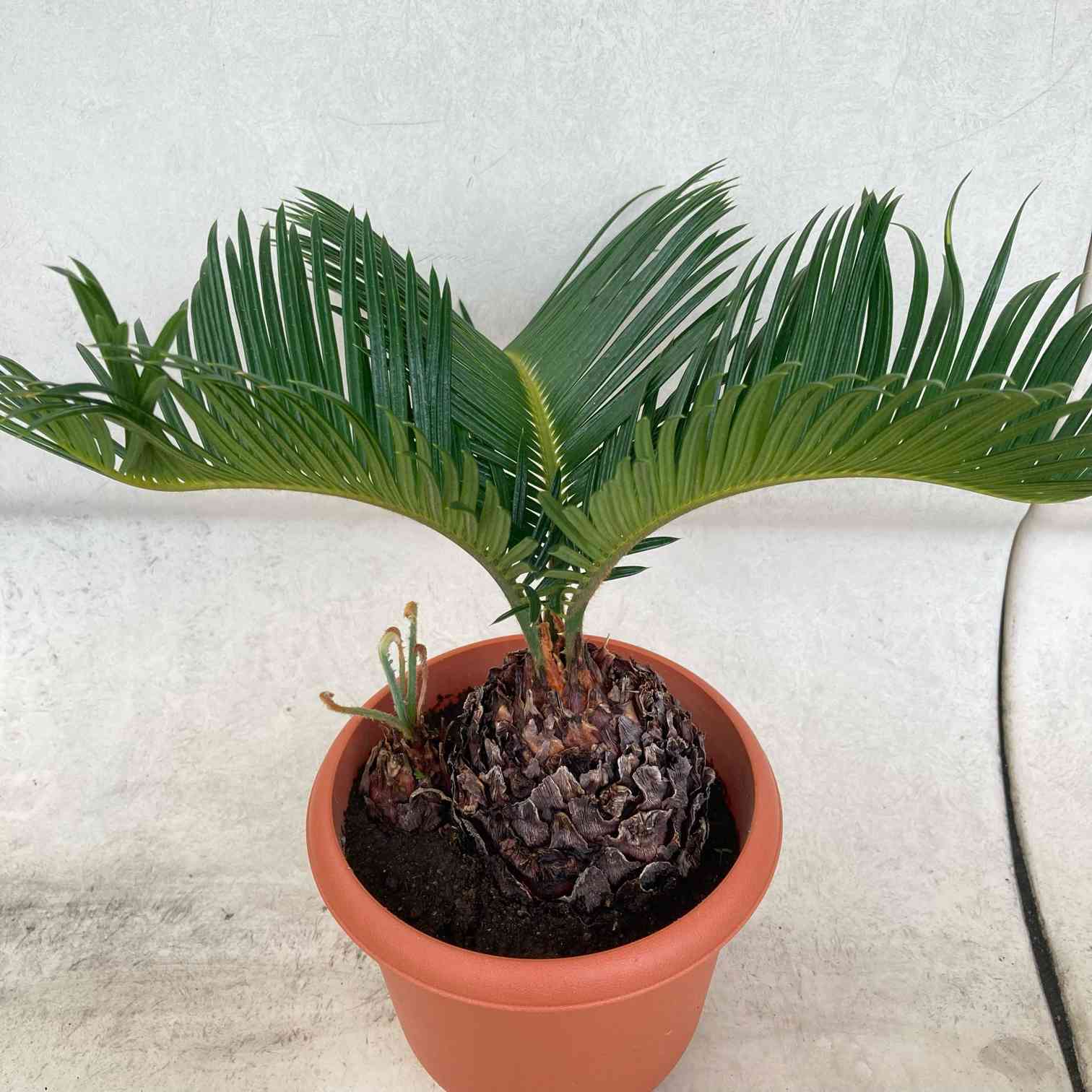 超格安一点 ソテツ（蘇轍）の植替え。｜🍀GreenSnap（グリーンスナップ） その他