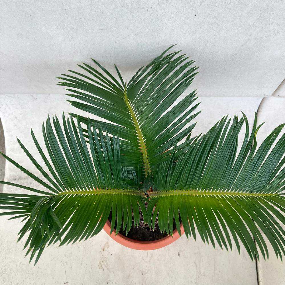 ソテツ(蘇轍)の植替え。|🍀GreenSnap(グリーンスナップ) ソテツ(蘇轍)の植替え。|🍀GreenSnap(グリーンスナップ)