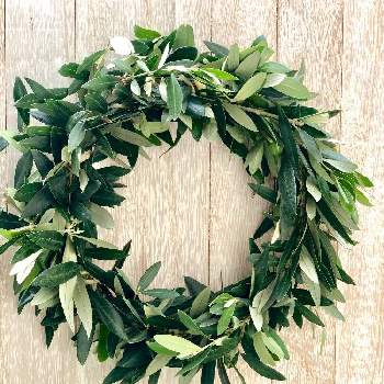 オリーブリースの投稿画像一覧 Greensnap グリーンスナップ