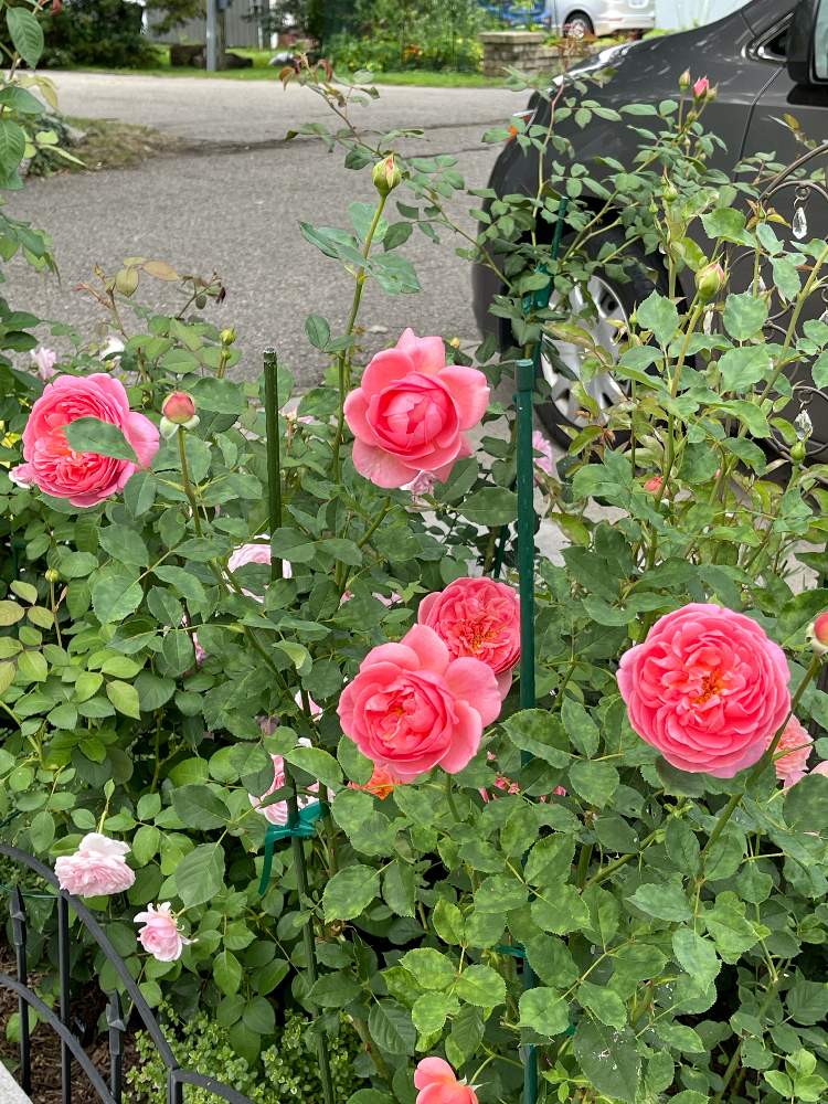 小さな庭の画像 by ブルーネストさん | 小さな庭とイングリッシュローズとDA オリビアローズオースティンとDA ボスコベルとこの向こう側にもオリビアが満載とばら バラ 薔薇とピンクの花とコーラル色の花とおうち園芸と香る花とイングリッシュ・ローズとデビッドオースティンとガーデニングとバラが好きとバラを楽しむ