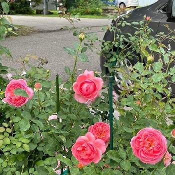 コーラル色の花の画像 by ブルーネストさん | 小さな庭とイングリッシュローズとDA オリビアローズオースティンとDA ボスコベルとこの向こう側にもオリビアが満載とばら バラ 薔薇とピンクの花とコーラル色の花とおうち園芸と香る花とイングリッシュ・ローズとデビッドオースティンとガーデニングとバラが好きとバラを楽しむ