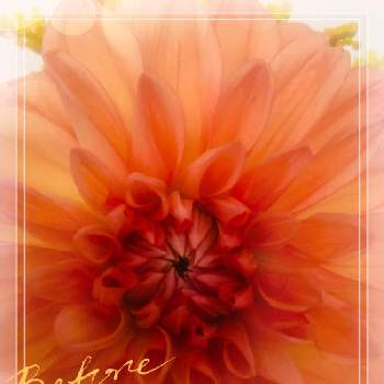 夏らしい！の画像 by momoさん | 小さな庭と医療・介護の皆様に感謝とコロナウイルスの終息を願う！と癒しとお顔がこんにちはとオレンジ色とお花は癒しと夏らしい！とダリア☆