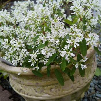 注目ブランド 押し花素材 ユーフォルビアダイヤモンドスター No 98 激安単価で Iguazuturismo Gob Ar