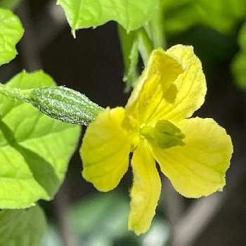 ウリ科の投稿画像一覧 Greensnap グリーンスナップ