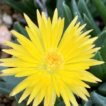 サンジソウ属の投稿画像一覧 Greensnap グリーンスナップ