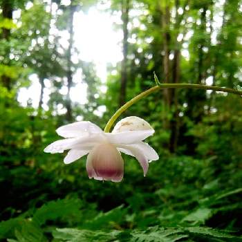 日本固有種の投稿画像一覧 Greensnap グリーンスナップ